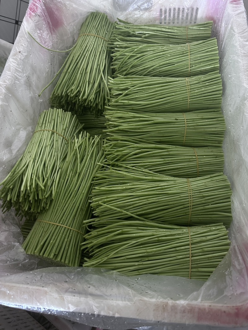 黎蒿批发