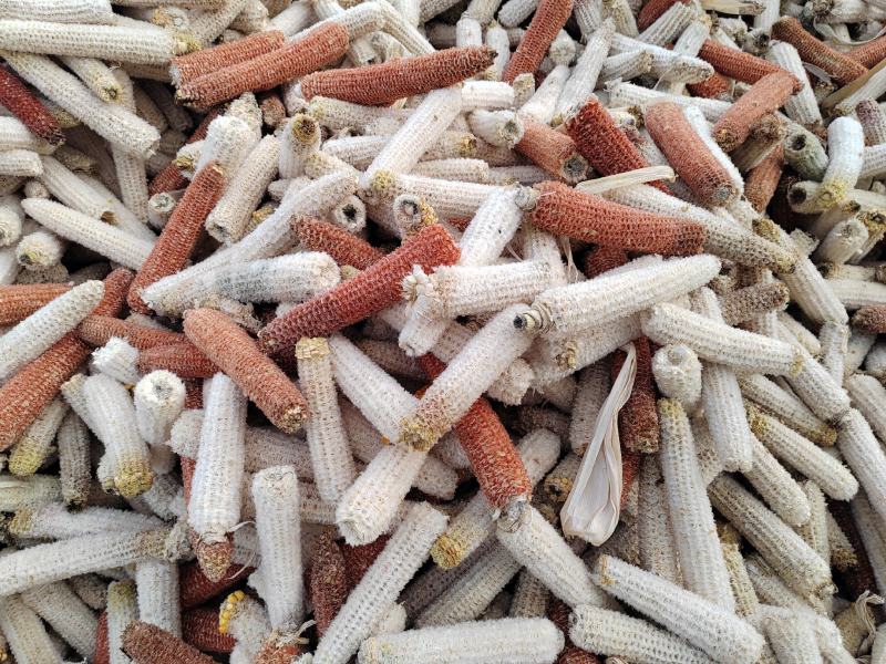 玉米芯，玉米棒，畜牧料，菌料，兔料，大量供应
