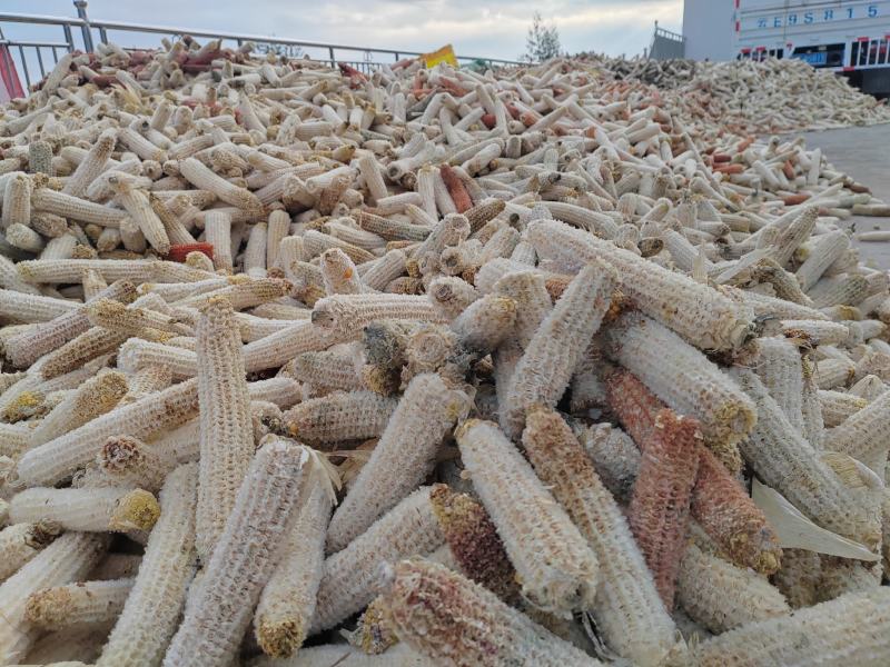玉米芯，玉米棒，畜牧料，菌料，兔料，大量供应