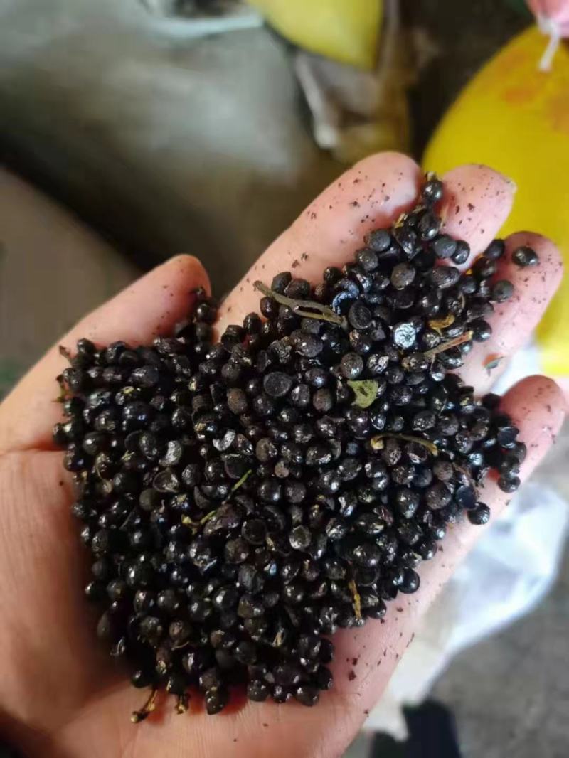 花椒籽正定县花椒籽质量保证全国发货价格优惠电联