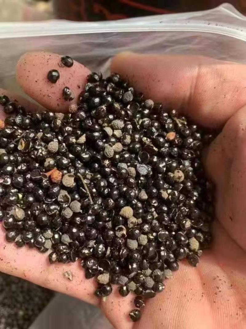 花椒籽正定县花椒籽质量保证全国发货价格优惠电联