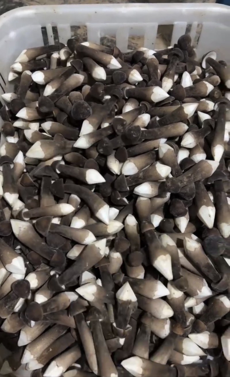 黑皮鸡枞菌
