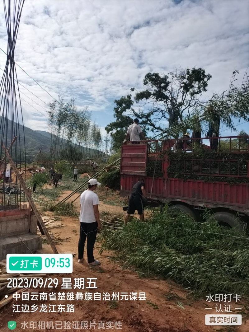 竹竿支撑杆拱棚杆斑竹竹苗绿化竹雷竹竹