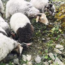 波尔山羊纯种山羊种类齐全质量保证全国发货包运输