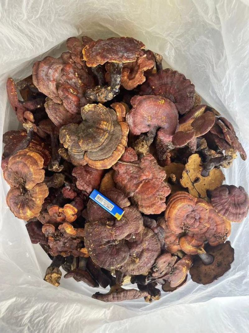 云南思茅野生灵芝_大个头
