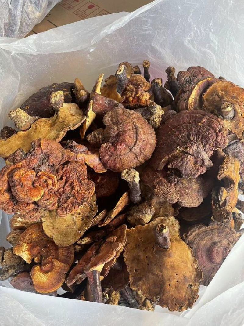 云南思茅野生灵芝_大个头