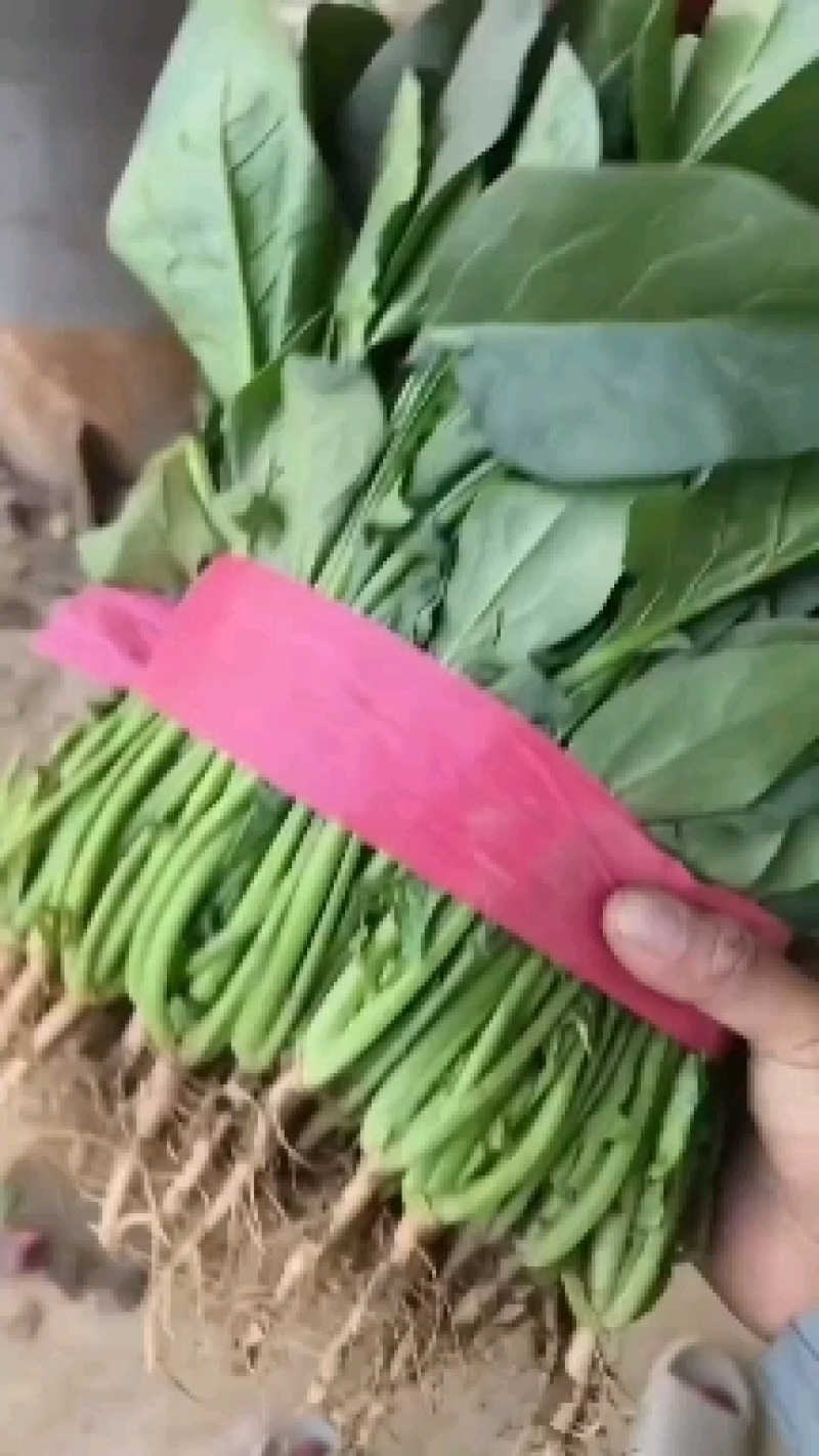 菠菜