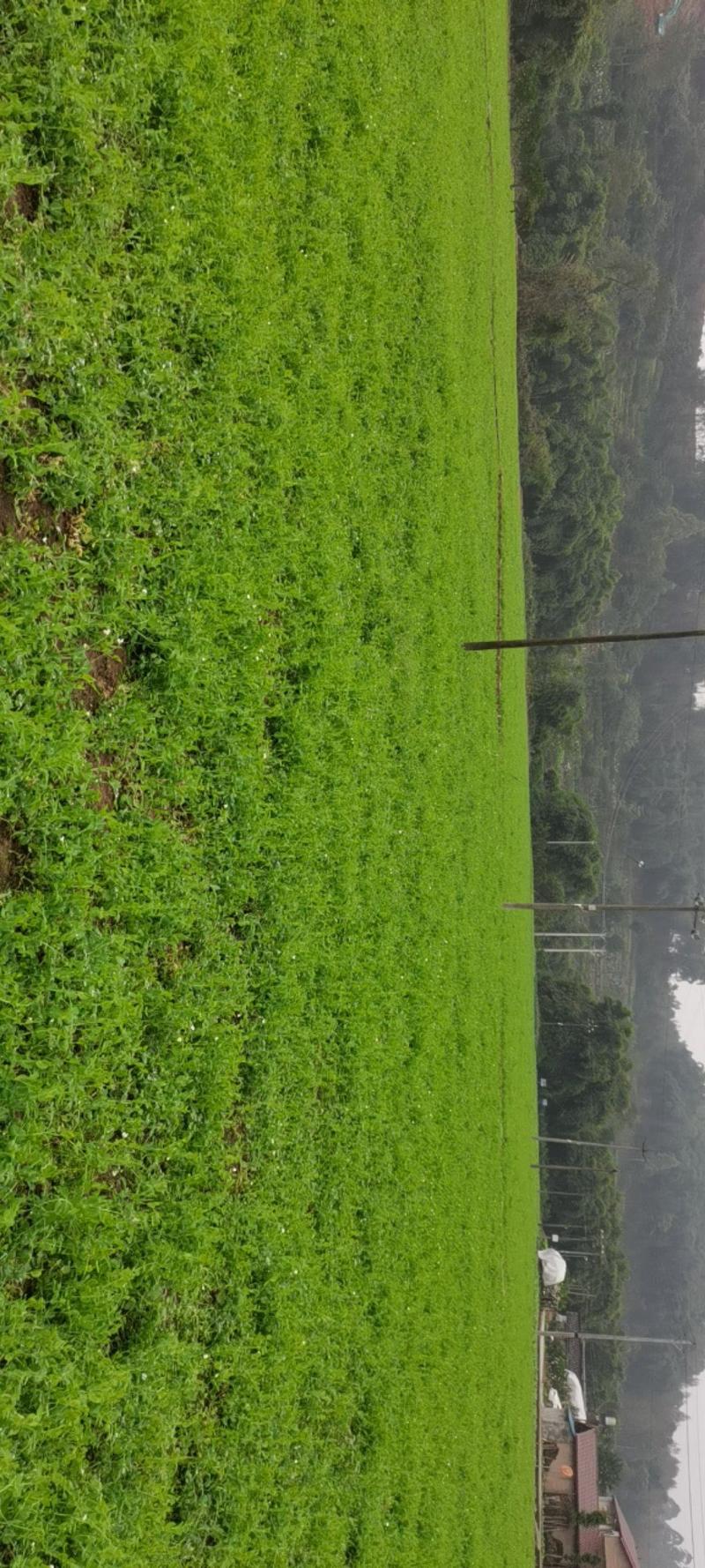 眉山豌豆尖50亩