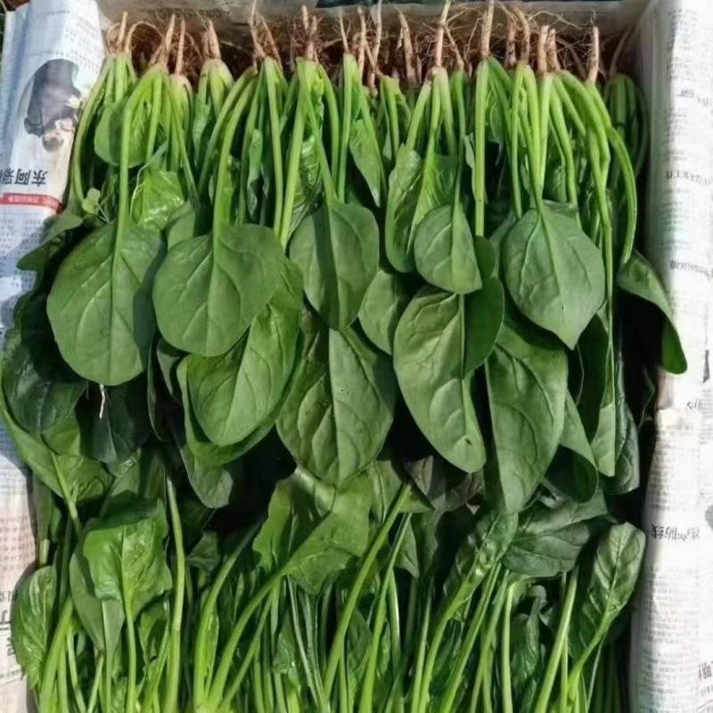 电商货，波菜产地直供【坏烂包赔】规格齐全品质有保证