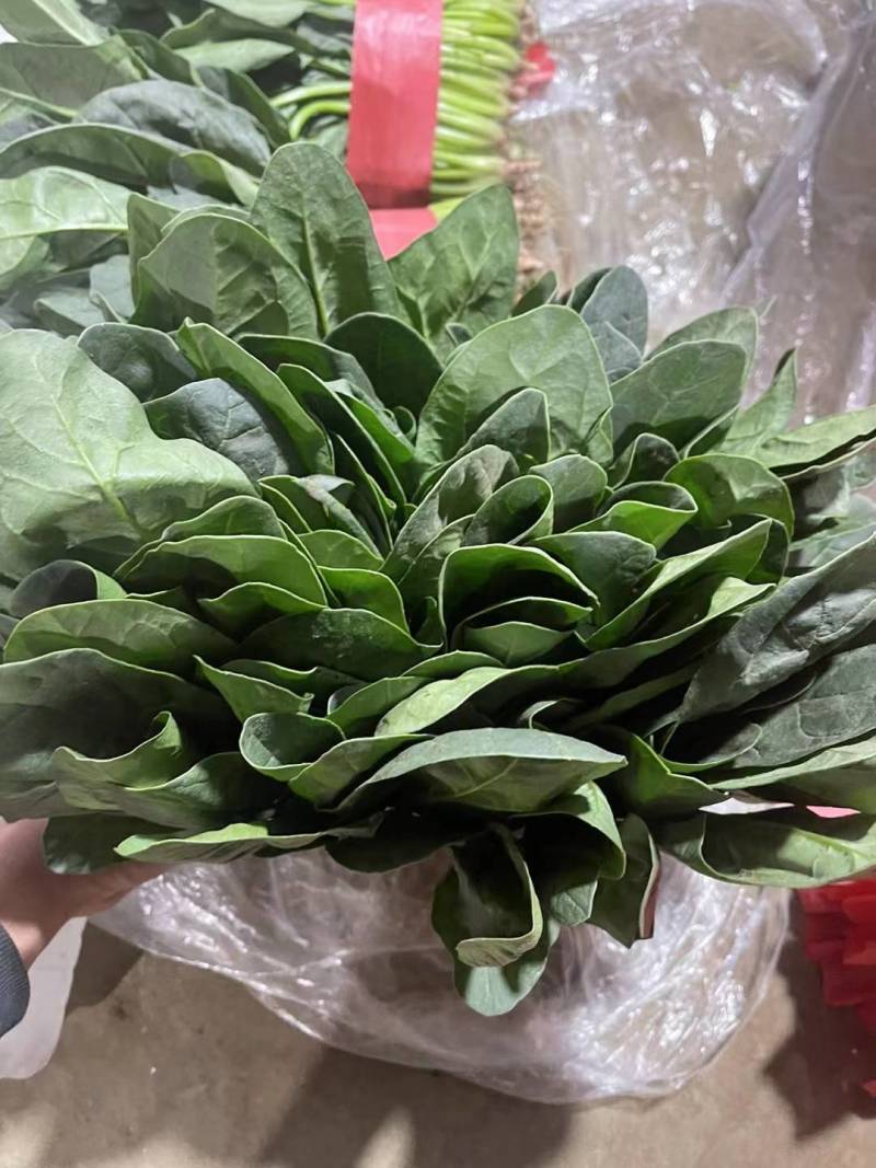 电商货，波菜产地直供【坏烂包赔】规格齐全品质有保证