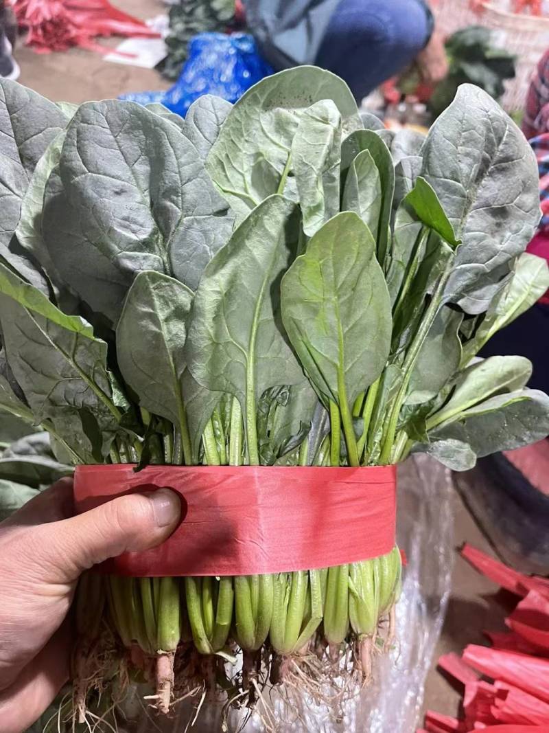 电商货，波菜产地直供【坏烂包赔】规格齐全品质有保证