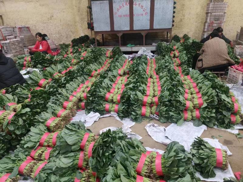 电商货，波菜产地直供【坏烂包赔】规格齐全品质有保证