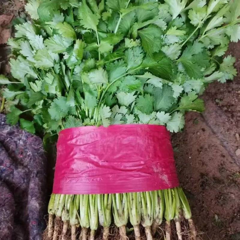 【精品】香菜大叶香菜产地直供欢迎各位老板前来采购
