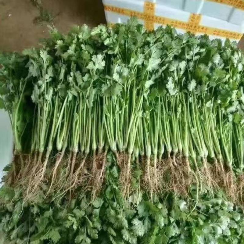 【精品】香菜大叶香菜产地直供欢迎各位老板前来采购