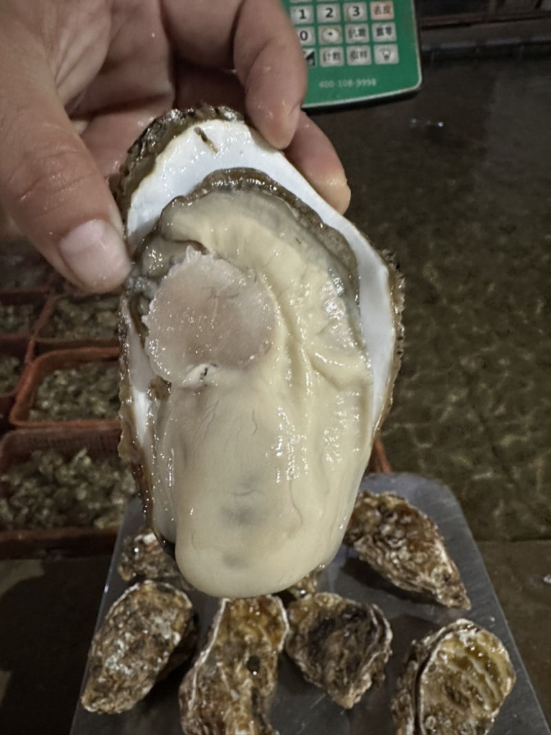 乳山生蚝🦪肥度好，社区团购，批发市场，价格给力！