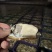 乳山生蚝🦪肥度好，社区团购，批发市场，价格给力！