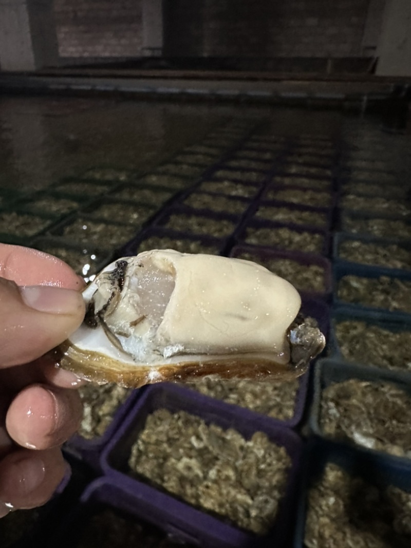 乳山生蚝🦪肥度好，社区团购，批发市场，价格给力！