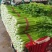 芹菜/精品美国文图拉芹菜/产地直供大量有货，可视频看货