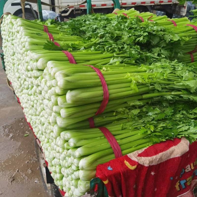 芹菜/精品美国文图拉芹菜/产地直供大量有货，可视频看货