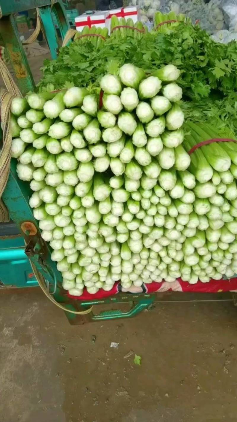 芹菜/精品美国文图拉芹菜/产地直供大量有货，可视频看货