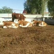 西门塔尔牛犊，育肥公牛，老片，对牛，二槽公牛，种公牛，怀
