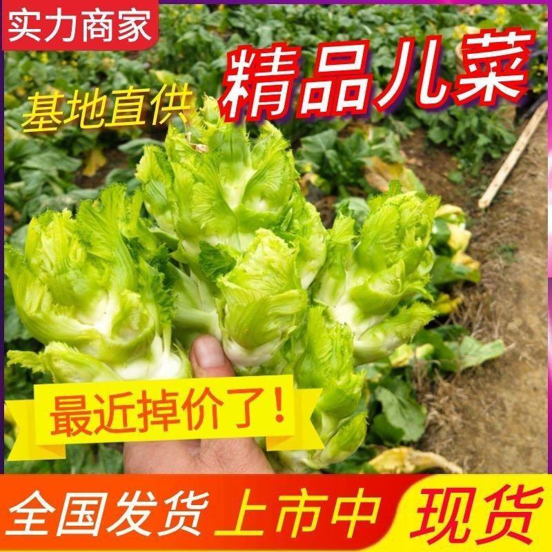 《精选》浙江儿菜随到随装现摘现发现货供应全国发货