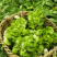 《精选》福建儿菜随到随装现摘现发现货供应全国发货