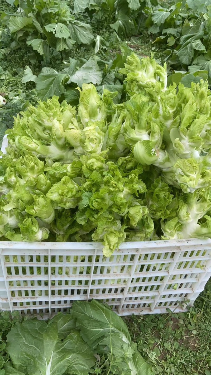 两百亩儿菜地里直发