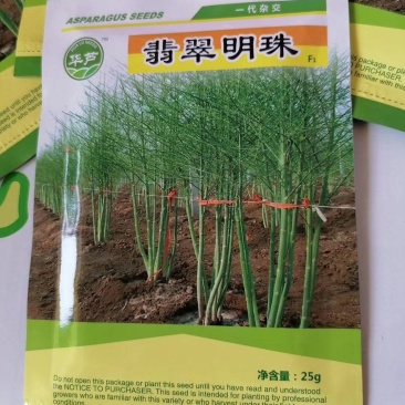 当季新芦笋种子翡翠明珠大田育苗，厂家直发有保障
