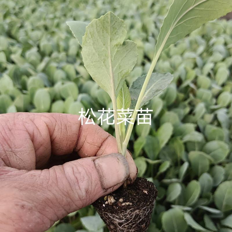 松花菜苗，早熟耐热适应性强青梗松花菜苗松花菜苗，