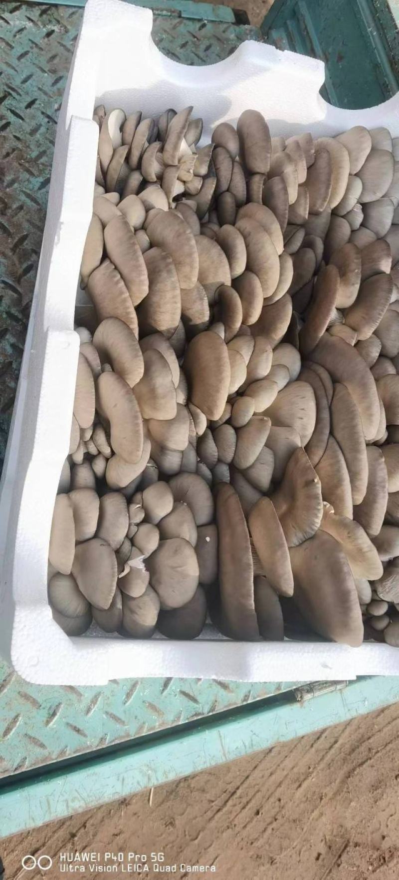 河北省邯郸市优质黑平菇货源充足全国发货欢迎合作