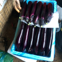 精品尖椒龙椒螺丝椒西红柿丝瓜各种蔬菜