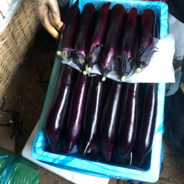 精品尖椒龙椒螺丝椒西红柿丝瓜各种蔬菜