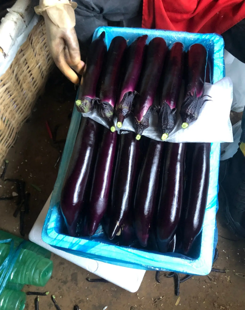 精品尖椒龙椒螺丝椒西红柿丝瓜各种蔬菜