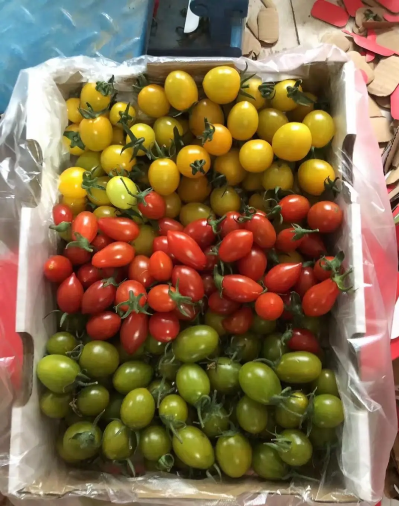 精品尖椒龙椒螺丝椒西红柿丝瓜各种蔬菜
