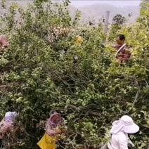 这样的古树茶你还不确定要吗马上就要过年啦送朋友啊