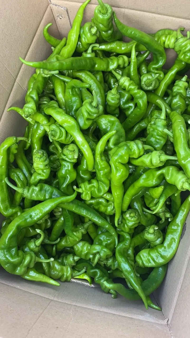 【精品好货】广东徐闻螺丝椒，对接批发，量大从优，欢迎选购