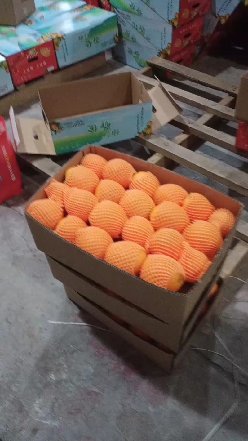 果园采摘一手货源保质保量大量供应一级二级果