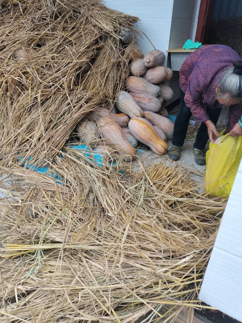 大量南瓜出售