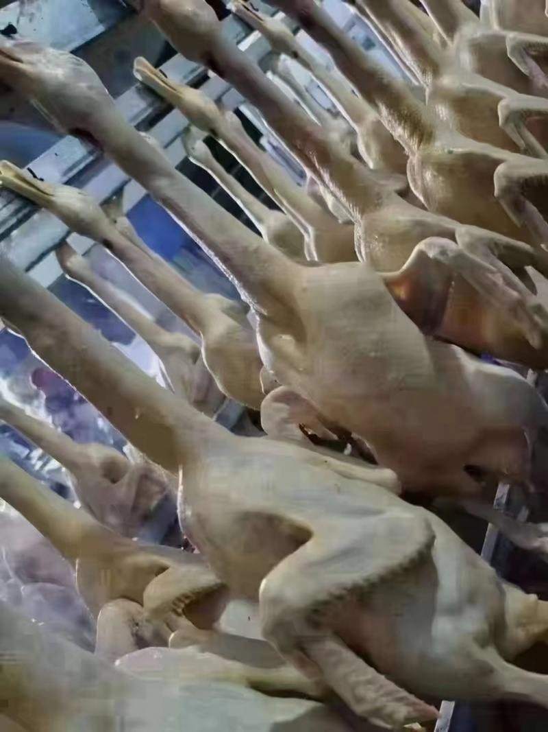 全鸭，白条全鸭，电商货，厂家直销