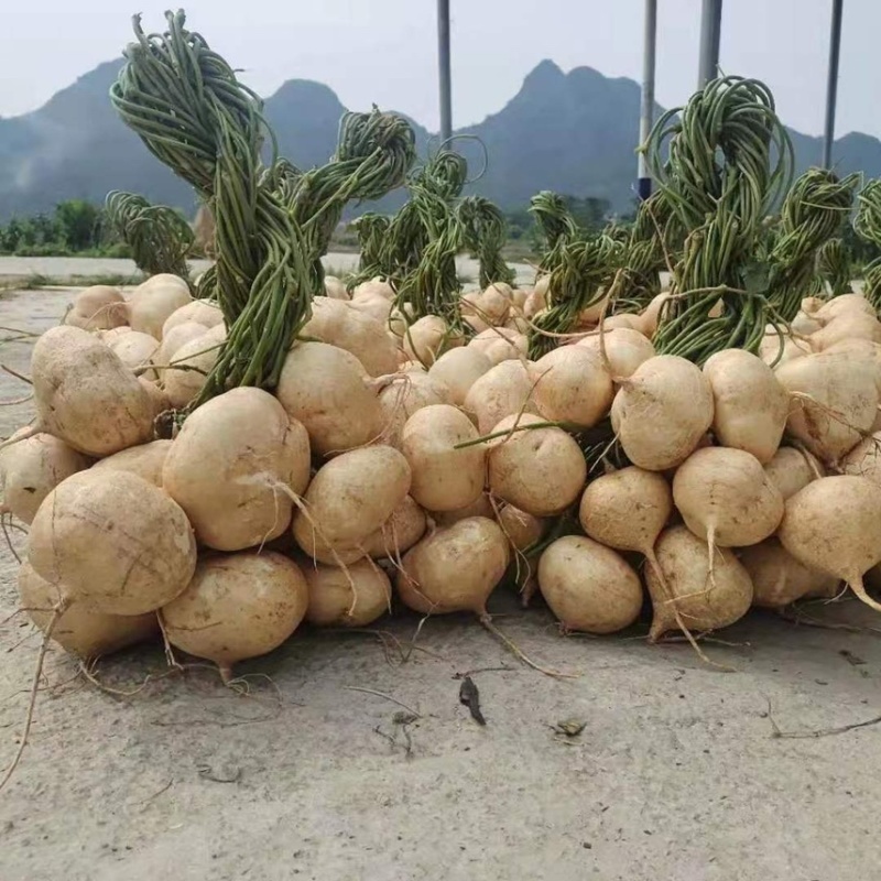 【实力代收】广东凉薯现大量供应中，对接批发批发市场商超