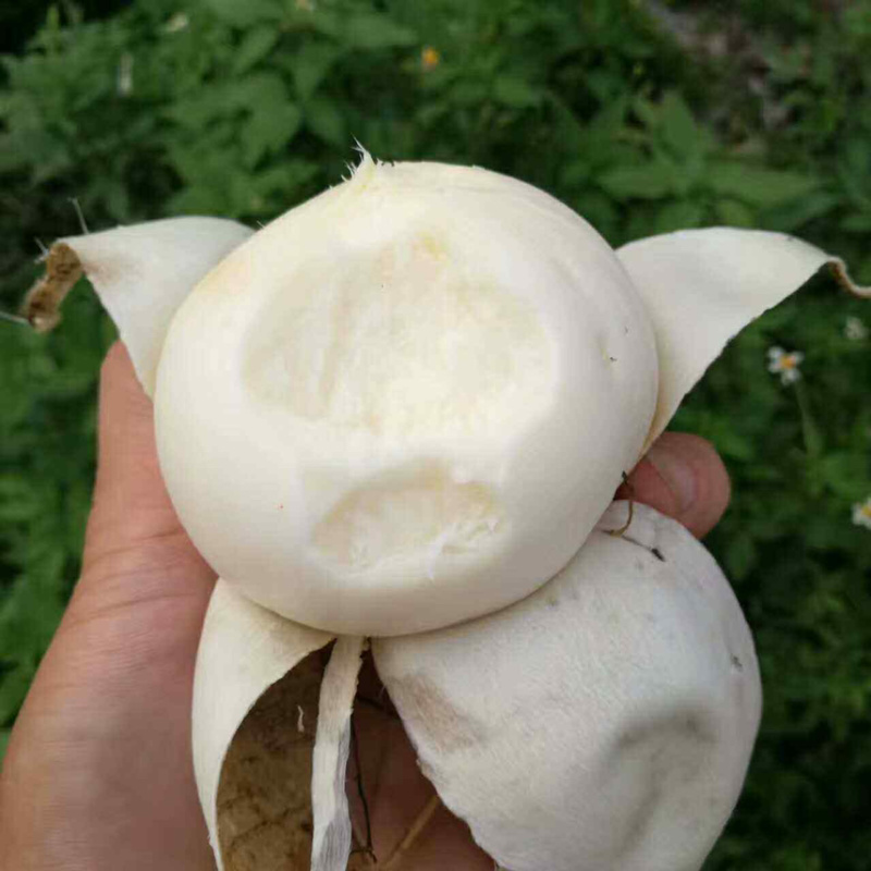 【实力代收】广东凉薯现大量供应中，对接批发批发市场商超