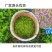 张家界莓茶
