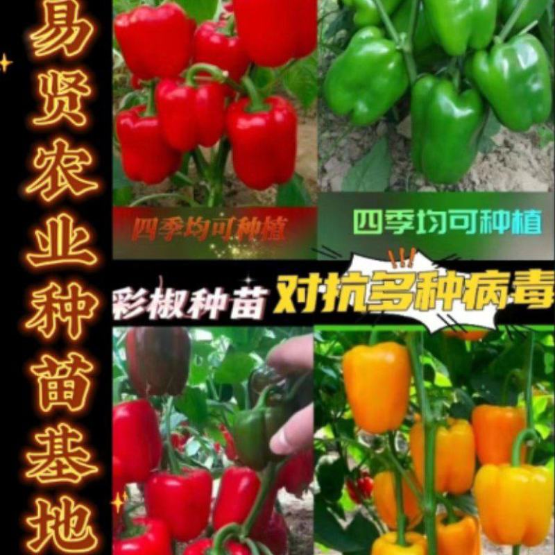 山东潍坊寿光黄彩椒种子红彩椒绿椒螺丝椒线椒尖椒杭椒美人椒