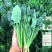 菠菜种子四季青菜大叶家庭蔬菜种籽耐热园艺阳台盆栽种子