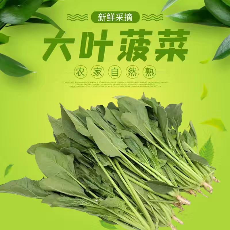 菠菜大量供应香芹，上海青，菠菜，有机花，尖椒，西瓜等各种