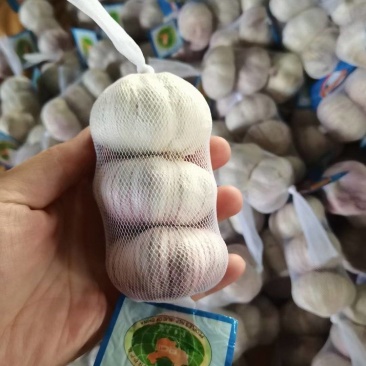 常年供应紫皮大蒜