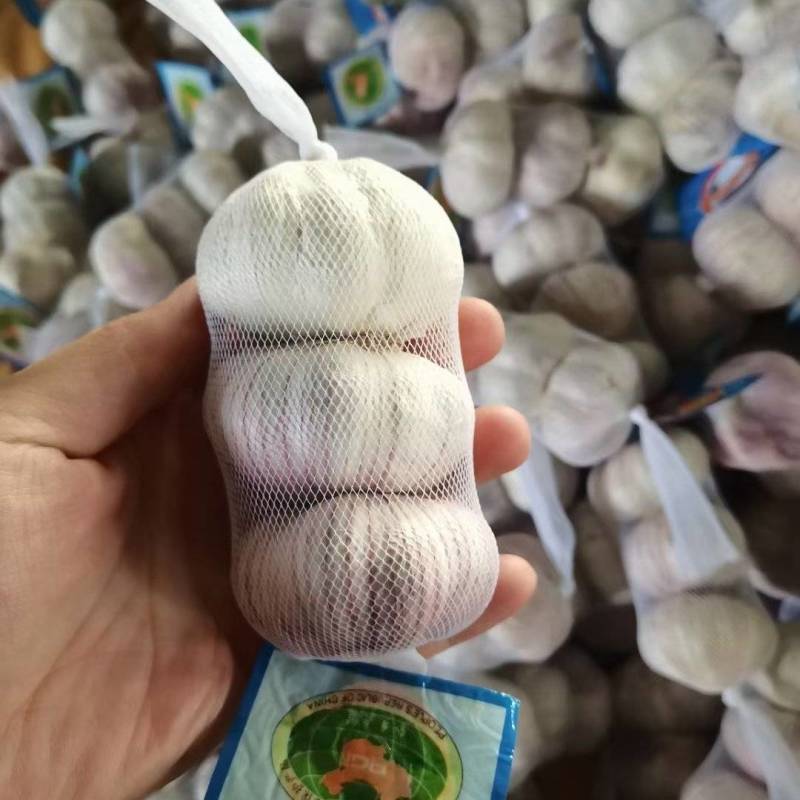常年供应紫皮大蒜