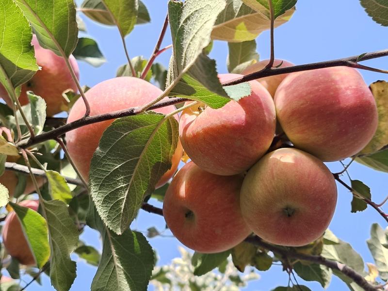 正宗新疆阿克苏苹果冰糖心实力代发全国产地一手货源价格