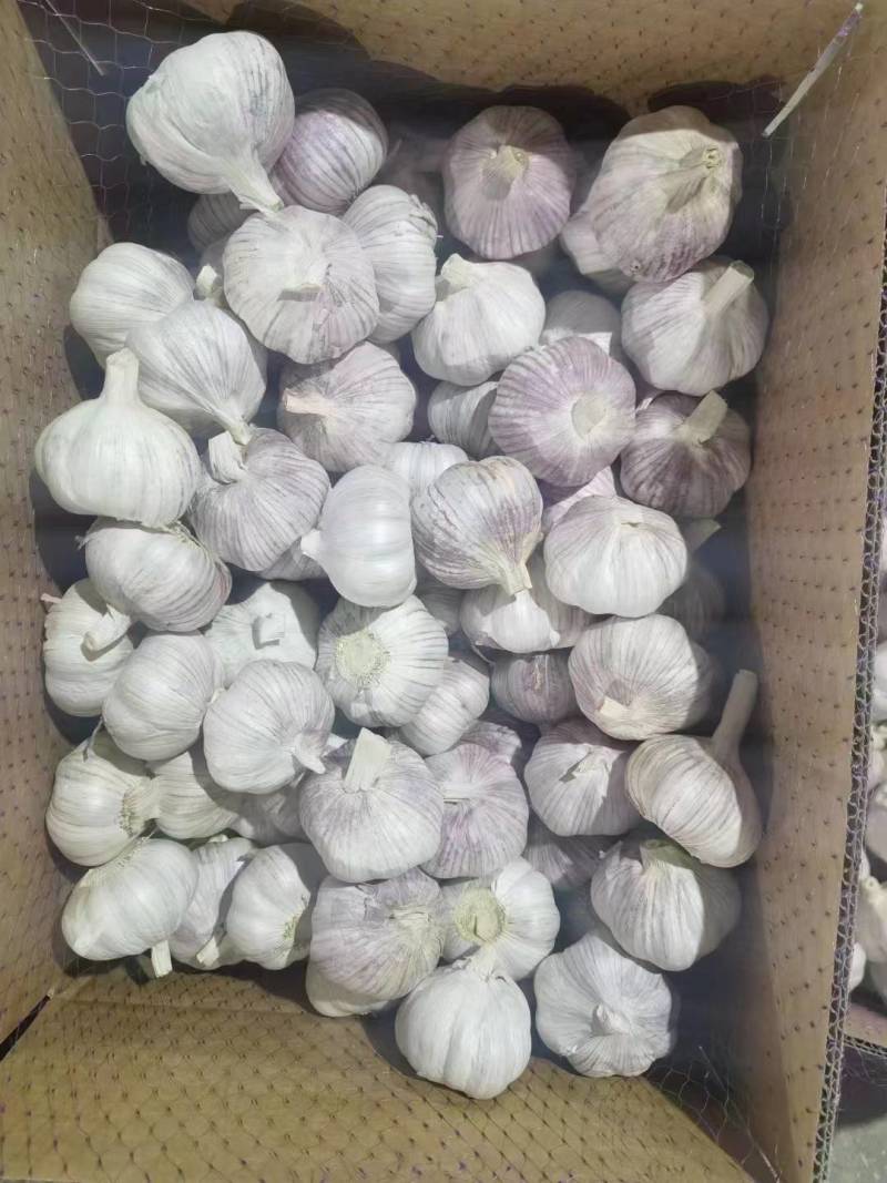 常年供应紫皮大蒜